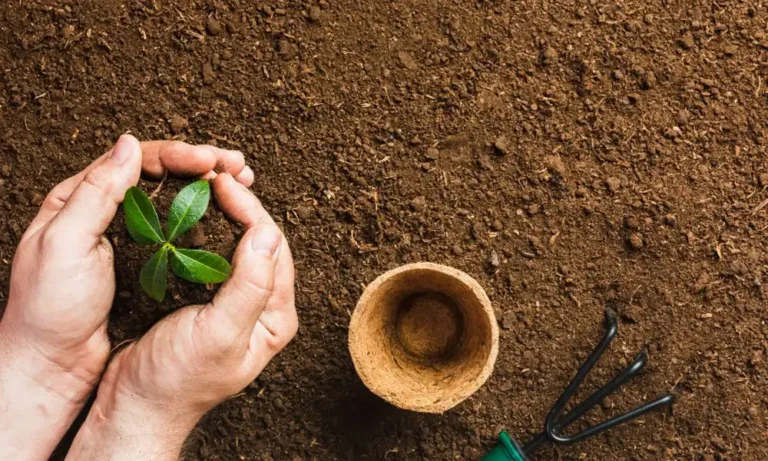 planting